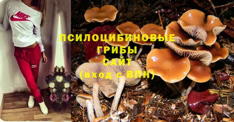 Псилоцибиновые грибы Psilocybe  Урай 